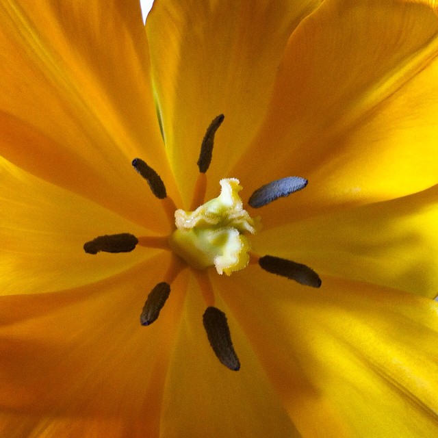 Fiori Gialli Yellow Flowers.Meditation In Yellow Tulip Yellow Flowers Tulipani Flickr