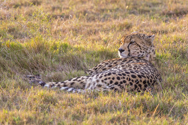 Cheeta enjoying the sunrise