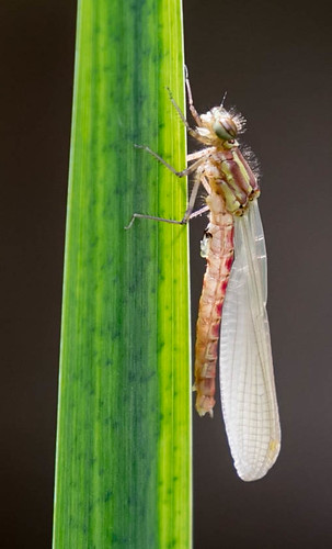 Large Red Damselfly Emergence sequence 9 | by magpie280168