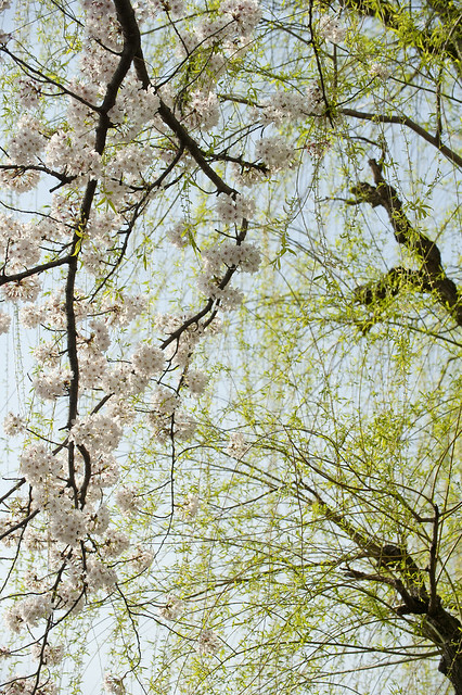 板橋界隈 - しだれ柳と桜 Weeping willows and Cherry blossoms