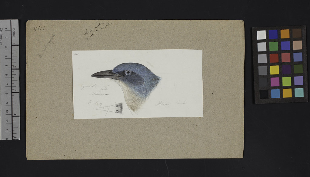 Robert Ridgway Bird Head Drawing  441