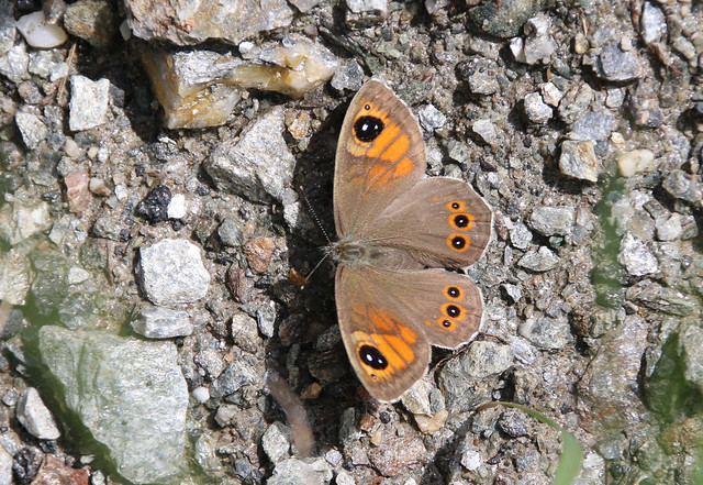 Bjergvejrandøje (Northern Wall Brown Butterfly / Lasiommata petropolitana)