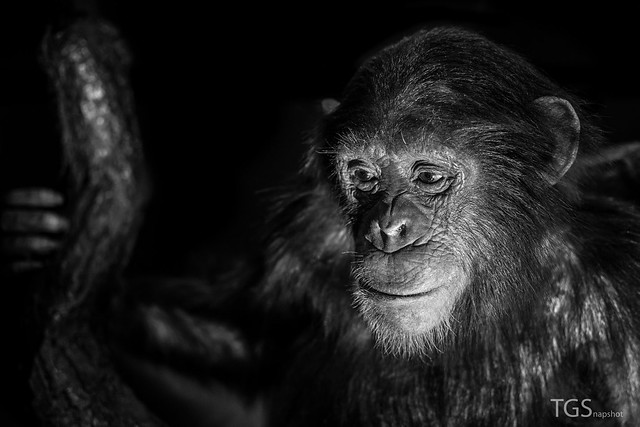 The Ape Portrait