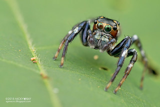 Jumping spider (Colyttus sp.) - DSC_4070