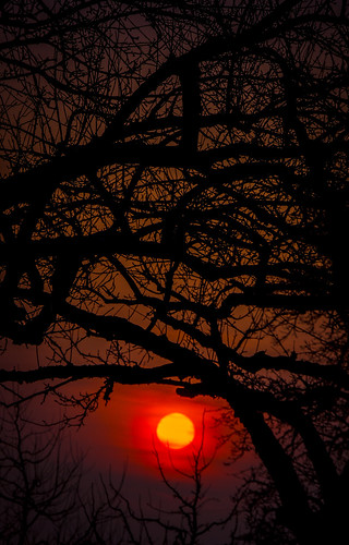 morning orange tree sunrise spring sony nex nex7