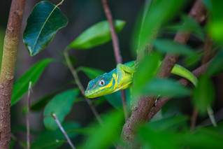 Chipojo azul de Santa María (Anolis equestris potior) | Flickr