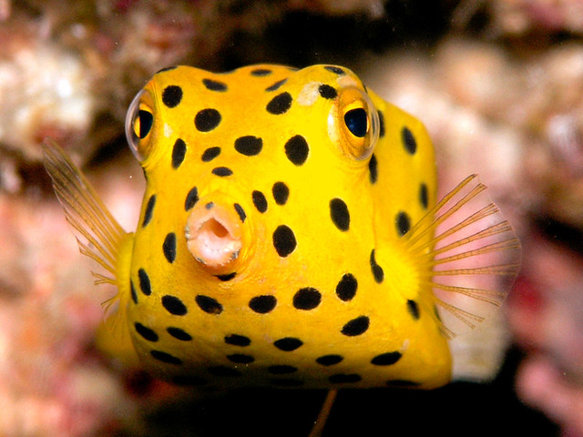 scubafish-underwater-38.jpg