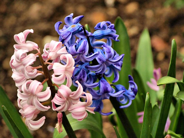 Pink and blue Hyacinth 008