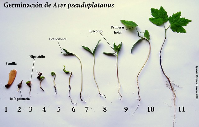 Germinación de una dicotiledónea (Acer pseudoplatanus)