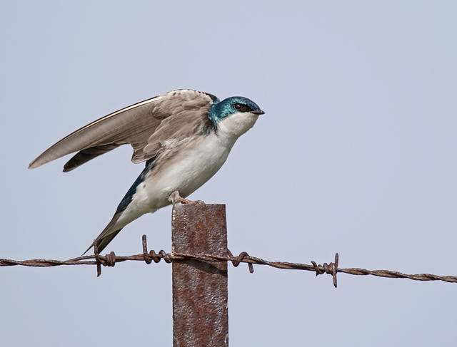 Swallow stretching