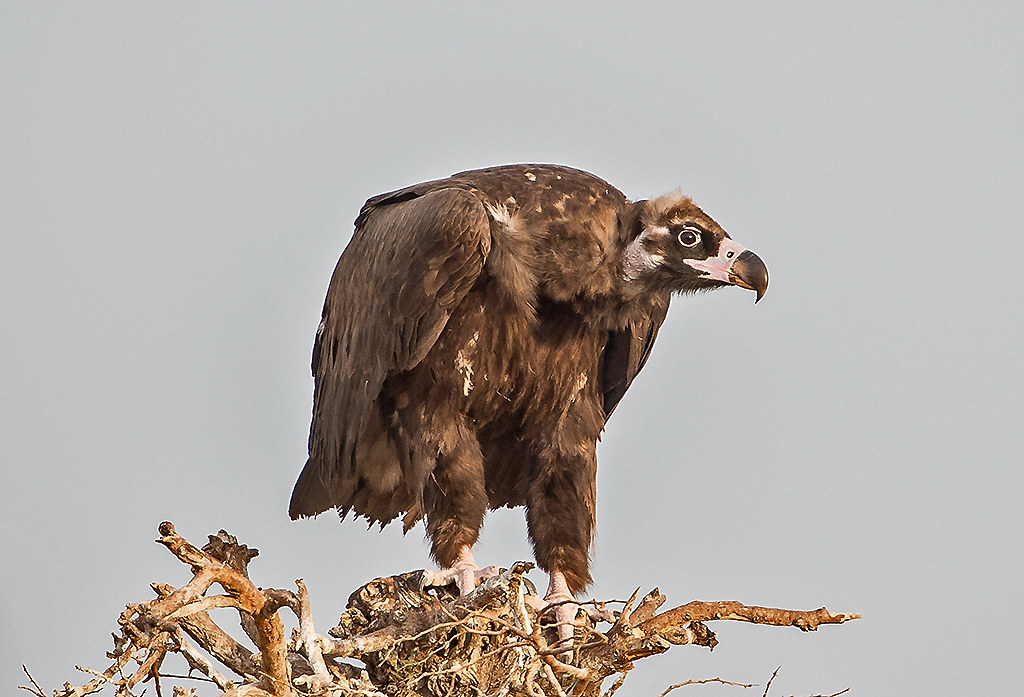 EAGLE VS VULTURE - Which is more powerful?