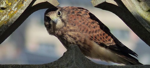 kestrel bourgescathedral