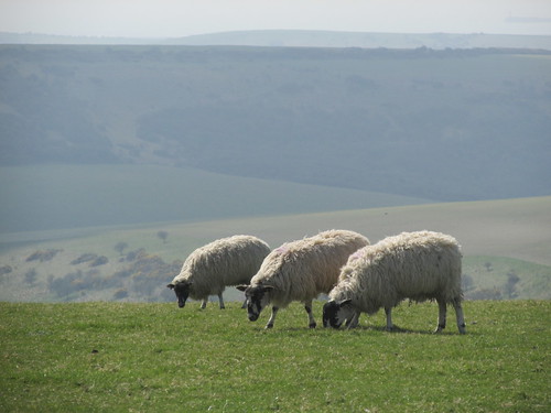April 6, 2015: Glynde to Seaford Sheep on South Downs