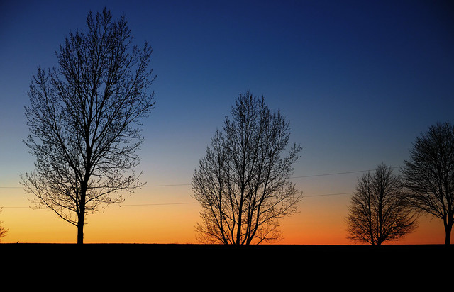 sunset trees 04182015 (4)