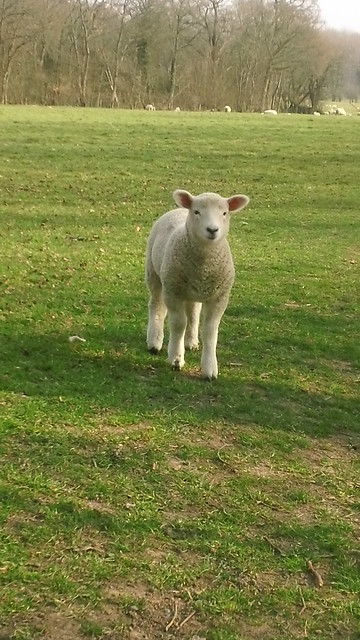 Little lamb near Penshurst station