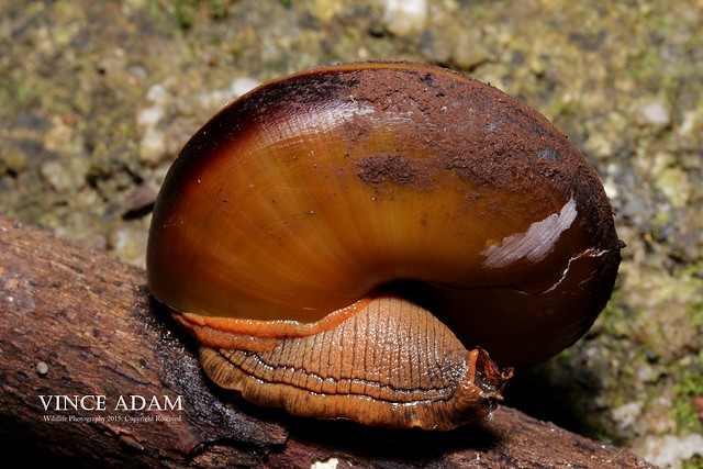 IMG_0469-1(W) Snail (Hemiplecta humphreysiana)