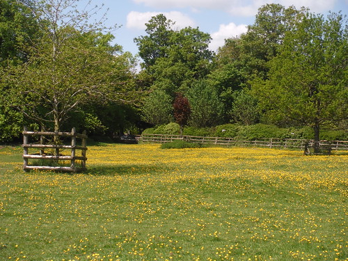 Buttercups, Waterstock SWC Walk 190 - Thame Circular (Extension) 