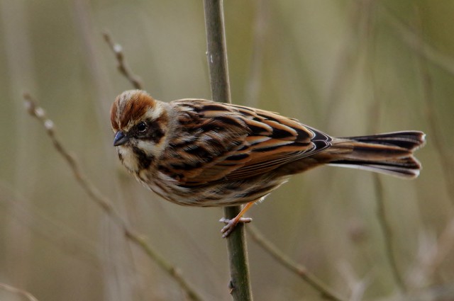 IMGP1186  Reed Bunting, Amwell, March 2015