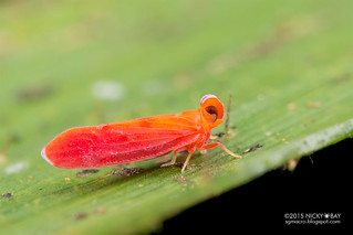 Derbid planthopper (Derbidae) - DSC_5153