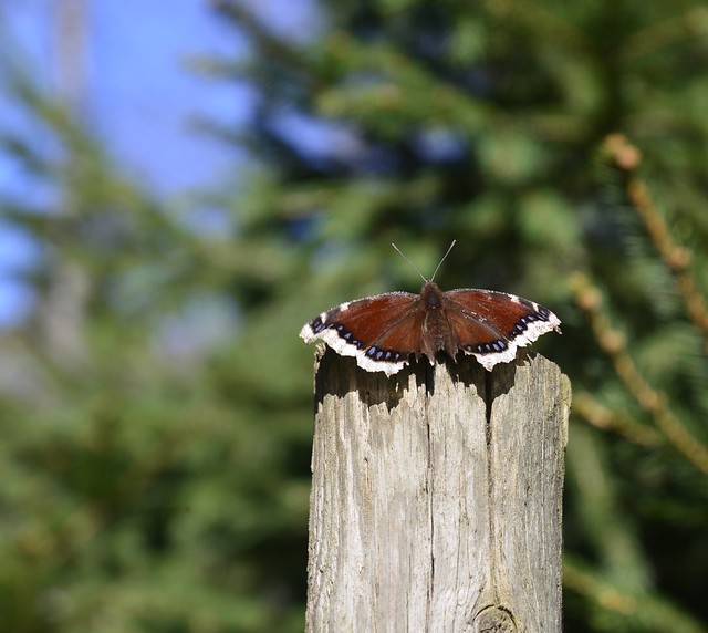 A beautiful day, Mourning Cloak Butterfly