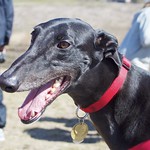 Greyhound Adventures at Pope John Paul II Park, Dorchester MA, Apr 12th 2015