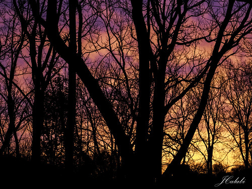 trees nature colors sunrise