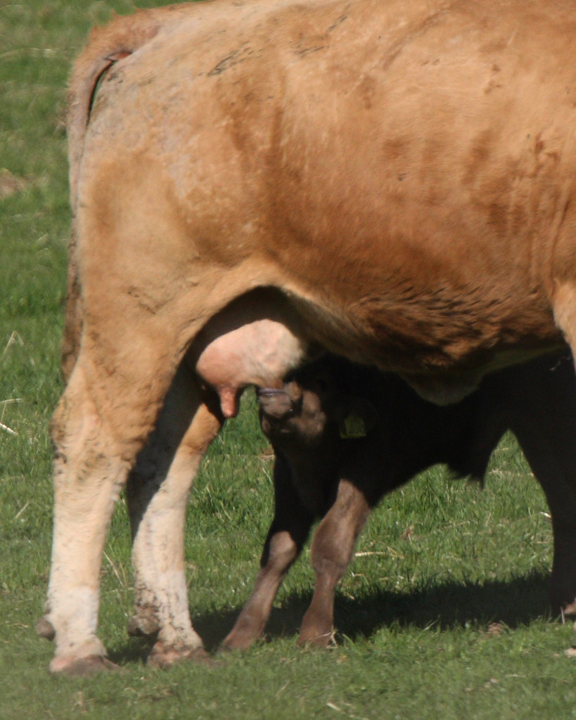 COW CALF FEEDING, SOUTH OXFORDSHIRE FARMLAND.