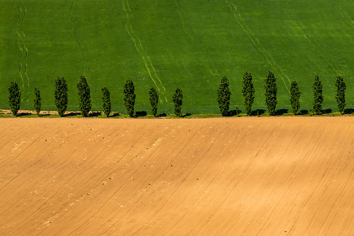 coline monferrato cipressi erba collina terre freccia filare alberi tree campo campi giallo verde coltivato minimal coltivati green ondablv clear colline hill hills fontana