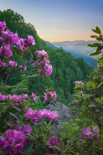 New River Gorge in Bloom