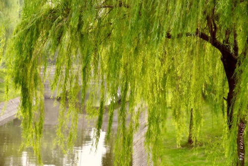 china sunshine suzhou willows salix osier 柳樹 sallows bridgeacrossacreek nikond800 capturenx2 nikkor24120mmf4gedvr 清明柳 垂楊柳