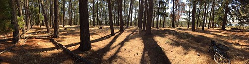 trees panorama 6 pine australia victoria reservoir iphone bendigo crusoe