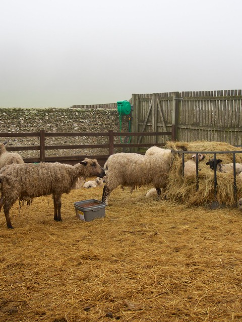 Sheep and Birling Gap 3306