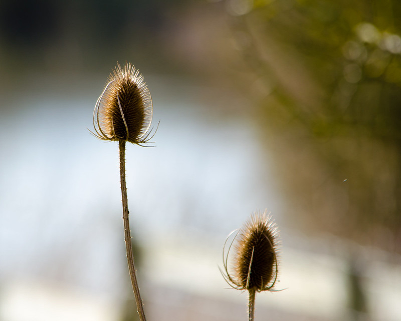 Teazels in winter, backlit