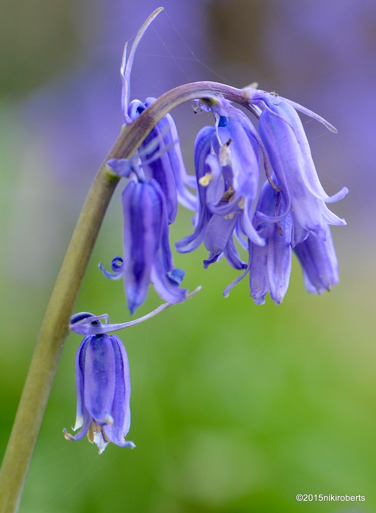 24-04-2015 Bluebell | I was taking photos of bluebells in th… | Flickr