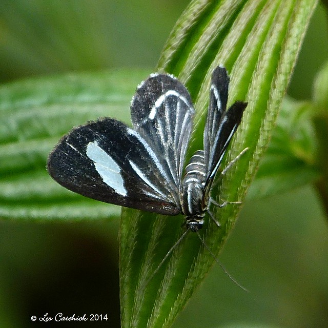 Erateina sp. moth