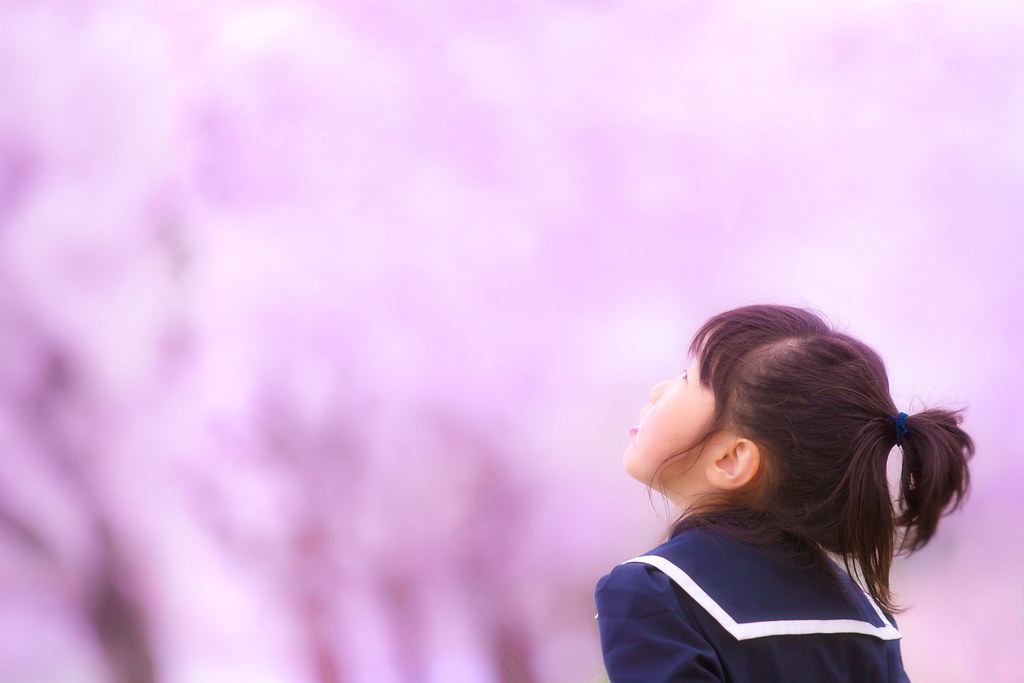 cherry blossom 2015