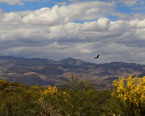 park arizona sky cloud mountain bird nature landscape nationalpark desert tucson hiking