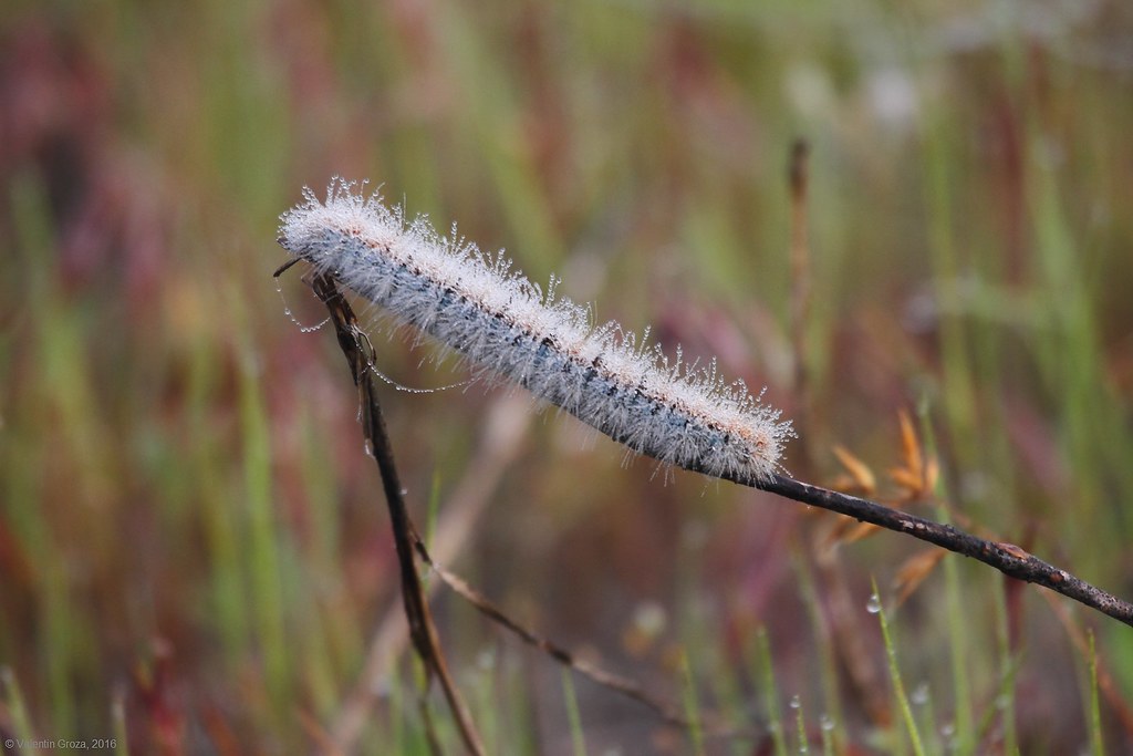 caterpillar covered by fog