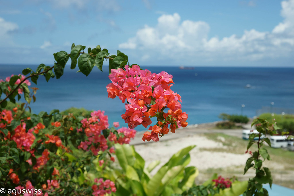 Caribbean blooming