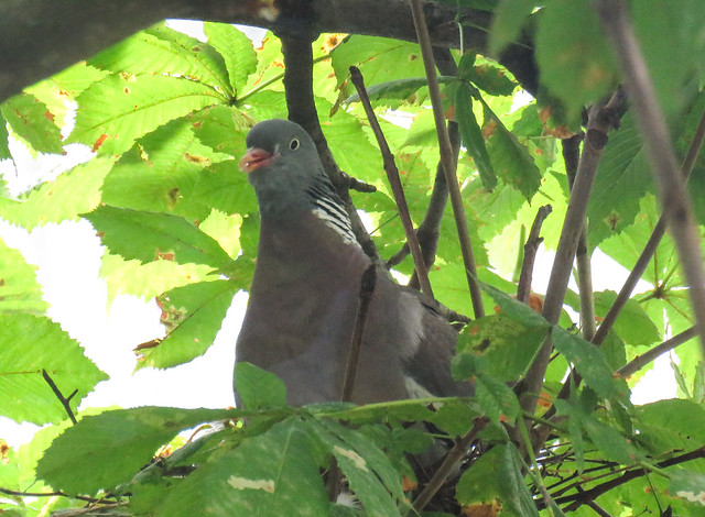 Woodpigeon(f) nesting / Ringeltaube nistet (w)