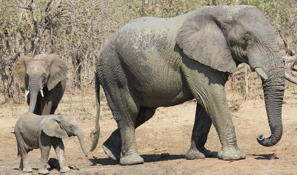 African bush elephant, Loxodonta africana at Punda Maria, … | Flickr.....10 strongest animals in the world