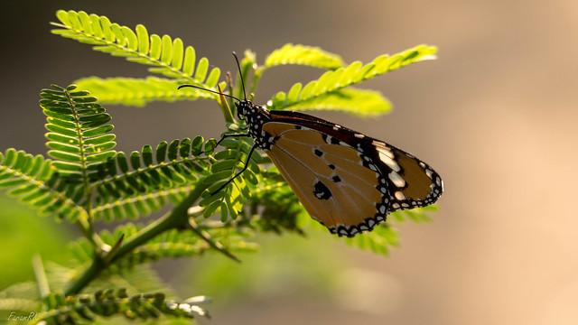 Baronet Butterfly, Thol Wildlife Sanctuary