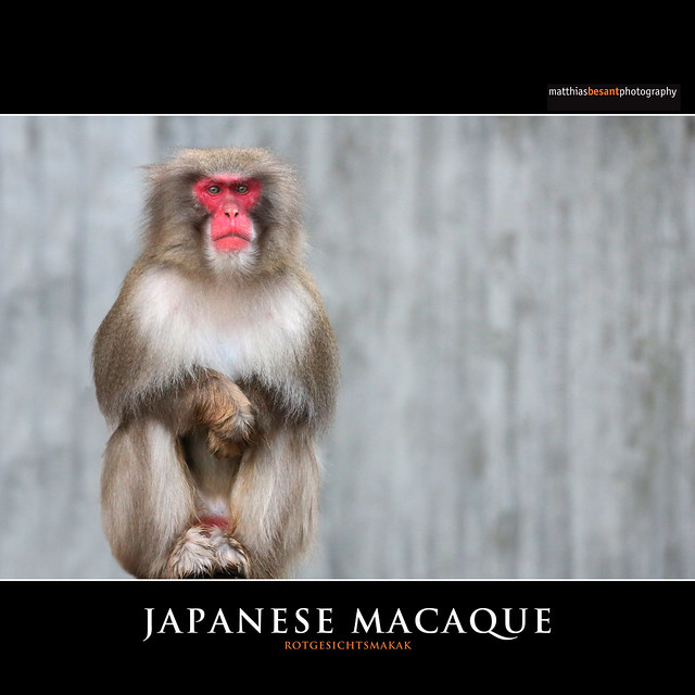 JAPANESE MACAQUE