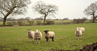 Counting Sheep ...... five | by Terry Kearney