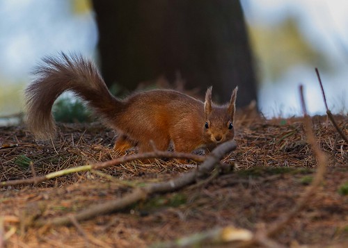 _LAE3311 | by Lloyd.Evans