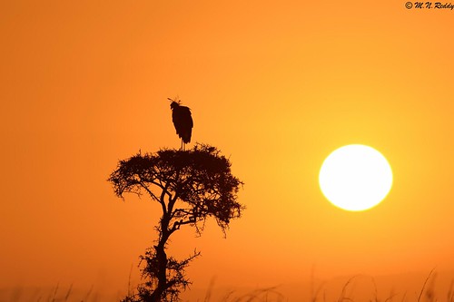 silhouette kenya secretarybird africanwildlife nairobinationalpark nikkor600mm nikond4s sunrisingcolours