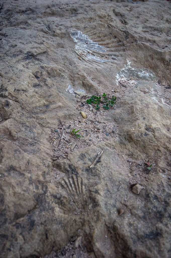 Deer Grass Trail