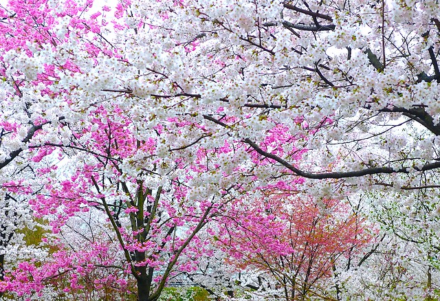 Cherry blossoms：樱花