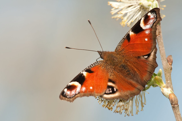 Aglais io peacock butterfly