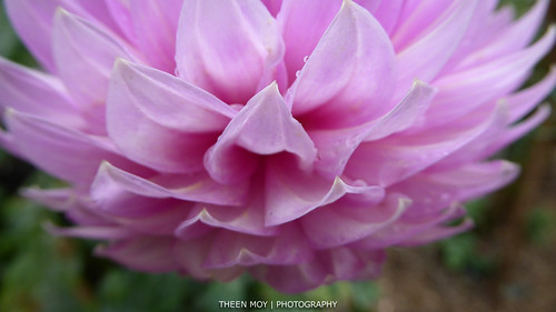 Pink Dahlia | Large pink flower bending over with the extra … | Flickr